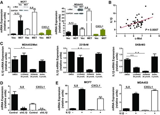 Figure 4. c-Met signaling induces IL1β, IL8, and CXCL1 through the MAPK pathway. A, qRT-PCR analyses for IL1β, IL8, and CXCL1 mRNA levels in MCF7 (left) and MDA453 (right) cells with or without ectopic expression of c-Met. Western blot analyses of c-Met are shown in the insets. B, correlation of IL1β and c-Met mRNA expression in a total of 47 breast cancer patients with brain metastases. C, cancer cells were treated with different pathway inhibitors followed by measuring of mRNA levels of IL1β. D, mRNA levels of IL8 and CXCL1 were measured for 231BrM cells with or without knockdown of IL1β by shRNA. E, qRT-PCR analysis of mRNA expression in MCF7 (left) and MDA453 (right) cells that were treated with or without recombinant IL1β.