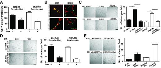 Figure 5. c-Met signaling promotes perivascular growth and angiogenesis of cancer cells. A, 231BrM/Dox/sh-c-Met and SKBrM3/Dox/sh-c-Met cells were treated with or without doxycycline to induce knockdown of c-Met for 48 hours and the cells were seeded on top of HBMECs. Cells were washed with PBS and the number of attached GFP+ tumor cells were counted under a fluorescent microscope. B, HBMECs (2 × 104) were labeled with red cell tracker dye and seeded on top of the Matrigel for 6 hours to form the tube-like structure. A total of 5 × 103 tumor cells labeled with the green cell tracker dye was treated with or without doxycycline for 48 hours and they were seeded on top of the HBMECs. Photos were taken after 6 hours incubation. Scale bars, 20 μm. C, 2 × 104 HBMECs were incubated in the indicated conditioned medium with or without 10 mmol/L repertaxin for 6 hours followed by measuring their tube-forming abilities. D, 2 × 104 HBMECs were incubated in the conditioned medium prepared from 231BrM/Dox/sh-c-Met and SKBrM3/Dox/sh-c-Met cells with or without the treatment of doxycycline. Photos were taken after 6 hours of incubation followed by measuring the tube-forming ability of HBMECs. E, 2 × 104 HBMECs were incubated with the conditioned medium prepared from MCF7 or MDA453 with or without ectopic expression of c-Met. Photos were taken after 6 hours incubation followed by measuring the tube-forming ability of HBMECs. Scale bars, 100 μm.