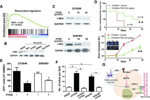 Figure 7. Pterostilbene (PTER) suppresses brain metastasis by targeting c-Met. A, GSEA showing that the resveratrol signature genes were enriched in patients with brain metastases. B, Western blot analysis for c-Met expression in 231BrM cells that were treated with various resveratrol analogues. C, Western blot analysis for c-Met expression in 231BrM (top) and SKBrM3 (bottom) cells that were treated with various doses of PTER. D, luciferase-labeled 231BrM cells were intracardially injected into nude mice followed by delivering PTER (30 mg/kg) by i.p. injection every 2 days. n = 10 for each group. Top, Kaplan–Meier analysis for brain metastasis-free survival of mice treated with or without PTER. Bottom, total photon flux of brain metastatic lesions was measured by BLI at the indicated time. Brain ex vivo images of three representative mice are shown (inset). E, 231BrM and SKBrM3 cells were treated with 10 μmol/L PTER for 24 hours followed by accessing their binding abilities to HBMECs. F, tube formation assays of HBMECs after incubation with the conditioned medium from brain metastatic cells in the presence or absence of PTER (10 μmol/L). G, the model illustrates a c-Met–regulated inflammatory network in brain metastasis.
