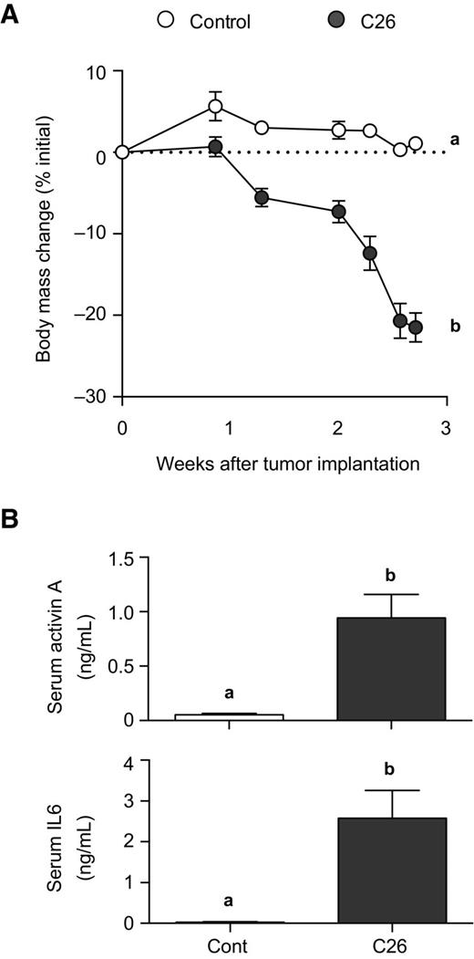 Figure 1. IL6 and activin A are elevated in the C26 tumor-bearing model of cancer cachexia. Ten-week-old male BALB/c mice were implanted with 1 mm3 fragments of solid C26 tumor in the flank (control mice received sham surgery). A, body weights were measured and plotted as percentage change from week of C26 implantation (n = 4–6). B, terminal blood samples were collected and activin A and IL6 levels in serum were measured using specific ELISAs (n = 4–5). All experiments, unpaired Student t test; data groups with different letters achieved significance of P < 0.05.