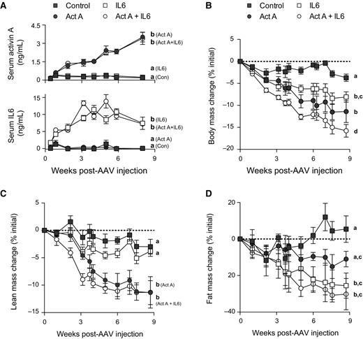 Figure 3. Elevated circulating IL6 and activin A, in the absence of tumor, promote cachexia. The right hindlimb muscles of 30-week-old C57BL/6 mice were injected with AAV6:activin A (total dose of 1.3 × 1012 vg) and/or the left tibialis anterior muscle was injected with AAV6:IL6 (7 × 109 vg). Control mice received equivalent doses of AAV6 carrying an empty transgene. A, at defined time points after AAV6 injection, bloods were collected and serum levels of activin A and IL6 were determined using specific ELISAs (n = 3–5). B, during the course of the experiment, body weights were measured and plotted as percentage change from the week of AAV6 injection. Quantitative magnetic resonance was used to measure lean (C) and fat (D) mass across the experimental time course (n = 4–5). All experiments, two-way ANOVA with Tukey post hoc test; data groups with different letters at final time point achieved significance of P < 0.05.