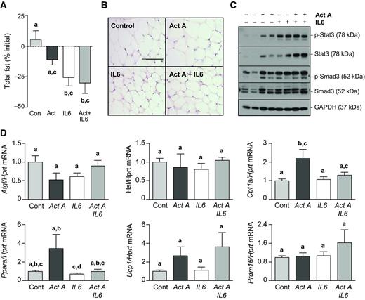 Figure 5. Interactions between IL6 and activin A in WAT. A, nine weeks after AAV6:activin A and/or AAV6:IL6 administration, total fat mass was assessed by EchoMRI and plotted as a percentage of starting fat mass (n = 4–5). B, epididymal fat was excised, fixed in paraformaldehyde, and sections were stained with hematoxylin and eosin (bar, 100 μm). C, the phosphorylation of Stat3 and Smad3, downstream transcription factors of IL6 and activin A, respectively, was assessed by Western blot analysis. D, qRT-PCR was performed for activin A- and/or IL6-responsive genes in subcutaneous WAT (n = 4–5). All experiments, one-way ANOVA with Tukey post hoc test; data groups with different letters achieved significance of P < 0.05.