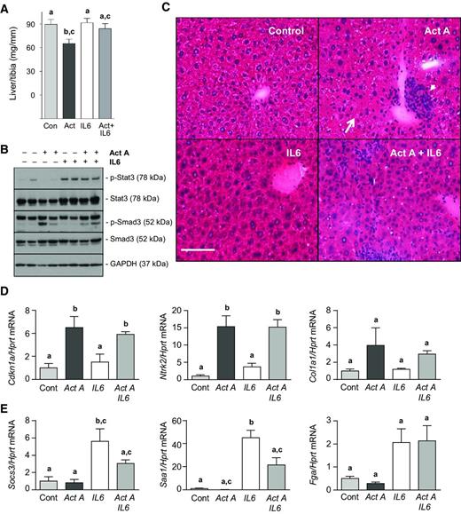 Figure 6. Elevated circulating IL6 and activin A have profound effects on the liver. A, nine weeks after AAV6:activin A and/or AAV6:IL6 injection, livers were excised and weighed (n = 10–11). B, the phosphorylation of Stat3 and Smad3, downstream transcription factors of IL6 and activin A, respectively, was assessed by Western blot analysis. C, cryosections were stained with hematoxylin and eosin and demonstrated hepatocellular necrosis around the central vein (arrow) and foci of chronic lymphocytic inflammation (arrowhead) in mice treated with AAV6:activin A (bar, 100 μm). D and E, qRT-PCR was performed for activin A- and/or IL6-responsive genes in liver (n = 4–5). All experiments, one-way ANOVA with Tukey post hoc test; data groups with different letters achieved significance of P < 0.05.