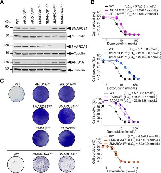 Chromatin-Remodeling Complex SWI/SNF Controls Multidrug Resistance by ...