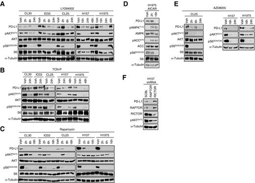 Figure 2. Inhibition of the PI3K–AKT–mTOR pathway decreases PD-L1 expression. A–C, NSCLC cell lines were treated with 10 μmol/L of a PI3K inhibitor (LY294002; A) 1 μmol/L of an AKT inhibitor (TCN-P; B), or 100 nmol/L of an mTOR inhibitor (rapamycin; C). D, cells were treated with 2 mmol/L AICAR or vehicle. E, cell lines were treated with 100 nmol/L of a dual mTORC1/2 inhibitor (AZD8055). F, stable shRNA knockdown of RAPTOR (mTORC1) but not RICTOR (mTORC2) decreases PD-L1 in H157 cells (A–F).