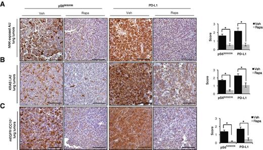 Figure 3. Rapamycin decreases PD-L1 expression in lung tumors in vivo. Immunohistochemical staining for pS6 or PD-L1 in lung tumors treated with vehicle or rapamycin from A/J mice exposed to the tobacco-carcinogen NNK (A), C57BL/6 KRAS LA2 mice (B), or dox-exposed FVB mEGFR+/CC10+ littermates (C). Bar graphs quantify decreased staining of pS6 and PD-L1. Scale bar, 10 μm. *, P ≤ 0.05 by unpaired Student t test.