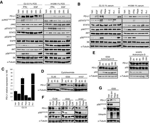 Figure 5. The AKT–mTOR pathway controls PD-L1 protein expression. A, CL13 and H1299 cell lines were treated with 10 ng/mL IFNγ or 5 ng/mL EGF in 1% serum for the indicated times. An early time point (30 m) was included after EGF addition to confirm pathway activation. B, cells were treated for 24 hours with 100 nmol/L rapamycin alone, for 23 hours with 5 ng/mL EGF or 10 ng/mL IFNγ alone, or the combination by treating with rapamycin for 1 hour, then adding EGF or IFNγ to culture media and harvesting 23 hours later. C, CL13 cells treated as in B and RNA was harvested for RT-PCR. D, cells were treated with 100 μg/mL cycloheximide for the indicated time points. E, cells were treated with 5 μg/mL actinomycin D for the indicated time points. Immunoblots shown are representative of three independent experiments. F, cells were treated for 6 hours with 300 μmol/L chloroquine (CLQ) alone, for 4 hours with 100 nmol/L rapamycin alone, or the combination by treating with CLQ for 2 hours, then adding rapamycin to culture media and harvesting 4 hours later. G, cells were treated for 6 hours with 100 nmol/L PS-341 alone, for 5 hours with 100 nmol/L rapamycin alone, or the combination by treating with PS-341 for 2 hours, then adding rapamycin to culture media and harvesting 5 hours later.