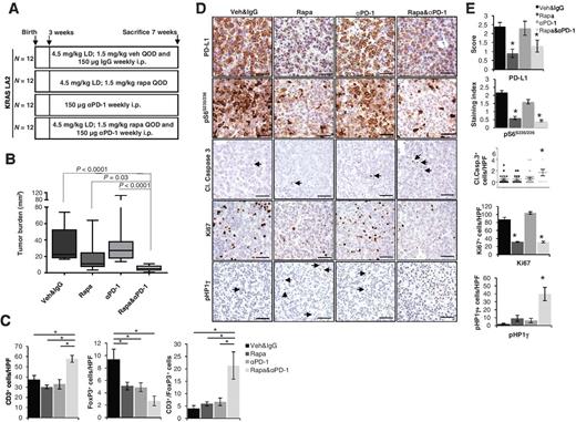 Figure 6. The combination of rapamycin and αPD-1 blockade significantly reduces lung tumor burden in the KRAS LA2 mouse model. A, KRAS LA2 mice were treated with either IP vehicle and IgG, rapamycin, αPD-1 antibody, or rapamycin and αPD-1 for 4 weeks beginning at the time of weaning. B, tumor burden after 4 weeks of treatment; *, P ≤ 0.05 by Mann–Whitney. C, quantification of IHC staining for CD3+ or FoxP3+ cells. The ratio of CD3+ over FoxP3+ cells is also shown; *, P ≤ 0.05 by two-way ANOVA. D, images represent IHC staining for PD-L1, pS6, cleaved caspase-3, Ki67, and pHP1γ. Scale bar, 10 μm. E, quantification of IHC stains in D. *, P ≤ 0.05 by two-way ANOVA.