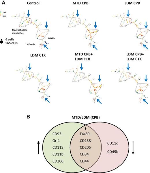 Figure 1. BMDCs colonizing breast tumors following MTD, but not LDM capecitabine, express more surface markers commonly associated with increased metastasis. A six-to-eight week old female YFP SCID mice (n = 5–6 mice/group) were orthotopically implanted with pieces of HCI-002 human breast carcinoma. When tumors reached 500 mm3, treatment with MTD or LDM capecitabine (CPB) regimens with or without LDM cyclophosphamide (CTX) was initiated. Subsequently, tumors were resected on day 11 and prepared as single-cell suspensions. Cells were immunostained and acquired by CyTOF. The results were analyzed by SPADE using 100 unsupervised computational clustering of all CD45+ cell populations. The size and color of clusters (bubbles) indicate the number of events and the expression of CD45, respectively. Arrows, MDSC, NK cells, and macrophages/monocytes populations. B a Venn diagram of MTD capecitabine versus LDM capecitabine demonstrates the changes in the expression of surface markers and the number of cells per cluster expressing the designated markers known to be associated with metastasis, as indicated in Supplementary Table S2. *, surface markers known to be associated with metastasis but were unchanged or exhibited a mixed pattern of expression and/or number of cells between MTD and LDM capecitabine regimens.