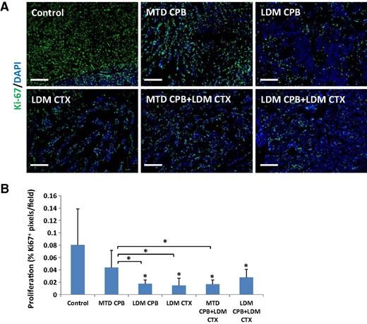 Figure 5. Cell proliferation in tumors treated with MTD versus LDM capecitabine (CPB) with or without LDM cyclophosphamide (CTX). A HCI-002 PDX primary tumor sections were stained with Ki67 (green) for the evaluation of cell proliferation. DAPI was used to counterstain nuclei. Scale bar, 200 μm. B a quantification of the percentage of Ki67+ pixels is provided (n = 4–5 fields/tumor). *, P < 0.05 as assessed by one-way ANOVA followed by Tukey post hoc test.