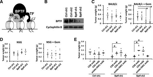 BPTF Depletion Enhances T-cell–Mediated Antitumor Immunity | Cancer ...