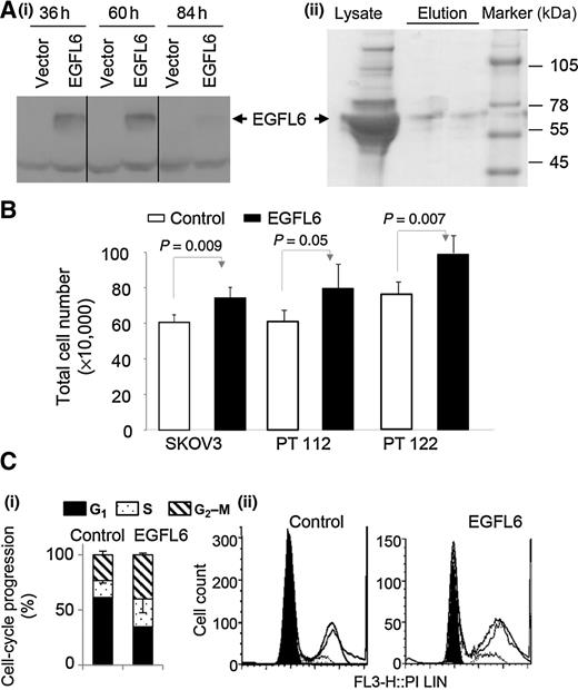 Figure 2. Effect of EGFL6 on ovarian cancer cell proliferation. A, i, Western blot of EGFL6 following control or EGFL6 transfection of HEK293 cells; ii, Coomassie stain of the steps of EGFL6 purification. B, total cell number for EGFL6 and vehicle control–treated SKOV3 cells and primary tumor cells (PT112 and PT122). C, cell-cycle analysis of EGFL6-treated SKOV3 cells showing summary of three independent analyses (i) and representative cell-cycle profile (ii). Experiments were performed in duplicate. Error bars, SDs.