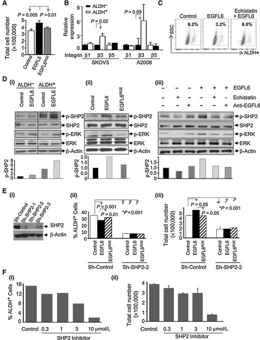 Figure 4. EGFL6 signaling requires Integrin-mediated phosphorylation of SHP2. A, SKOV3 cell numbers after 72 hours of treatment with EGFL6 or EGFL6RGE. B, qRT-PCR demonstrating increased expression of integrin β3, but not β1 or β5, mRNA levels in ALDH+ vs. ALDH(−) ovarian cancer cells. C, FACS plot demonstrating the integrin β1/β3–competitive inhibitor echistatin inhibits EGFL6-mediated reduction in ALDH+ cell percentages. D, Western blot analysis of the indicated proteins with and without EGFL6 treatment demonstrating SHP2 is preferentially phosphorylated in ALDH+ cells and EGFL6 further increases SHP2 activation in ALDH+ cells (i). EGFL6 treatment is associated with increased p-ERK in both ALDH+ and ALDH(−) cells, and EGFL6RGE mutant does not significantly increase p-SHP2 or p-ERK (ii); iii, EGFL6-mediated SHP2 and ERK phosphorylation is suppressed by echistatin and anti-EGFL6 treatment. Bar graphs below graphs indicate densitometric quantification of p-SHP2. E, SHP2 Western blot of three independent SHP2 shRNA (Sh-SHP2; i), ALDH percentage (ii), and proliferation in Sh-SHP2 cells treated with EGFL6 or EGFL6RGE (iii). F, ALDH+ cell percentage (i) and cell proliferation (ii) in SHP2 inhibitor treated cells. All experiments were performed at least twice. Error bars, SDs.