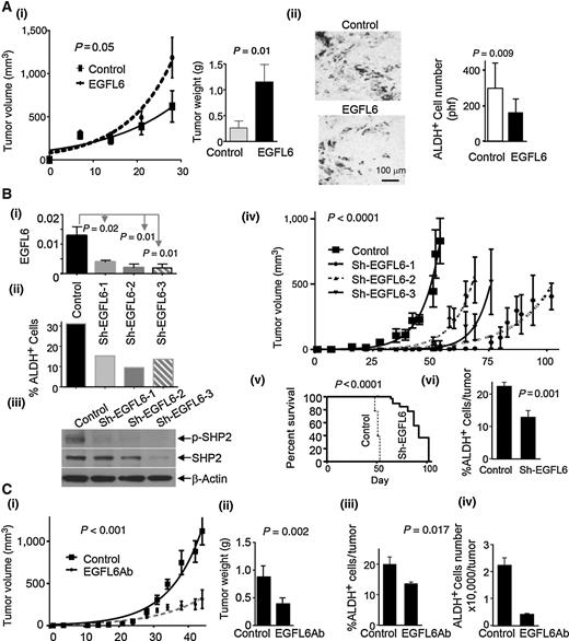 Figure 5. EGFL6 expression in tumor cells promotes ovarian tumor growth. A, i, tumor growth curves and tumor weights of EGFL6 and control vector–transfected ovarian cancer cells (n = 10/group in two independent experiments); ii, IHC analysis and quantification of ALDH1A1 expression in EGFL6 vs. control tumors. B, qRT-PCR analysis of EGFL6 expression in control and EGFL6 shRNA knockdown (Sh-EGFL6) NIHOVCAR3 cells (i), ALDH FACS (ii), and Western blot analysis in control and Sh-EGFL6 cells (iii); iv–vi tumor growth curves and overall survival, and ALDH percentage for OVCAR3 control (n = 10) and Sh-EGFL6 cells (n = 6/group). C, tumor growth curves and weights (i and ii) and ALDH+ cell percentages and absolute number for NIHOVCAR3 tumors mock-treated or treated with anti-EGFL6 (EGFL6Ab, n = 10/group; iii–iv). Error bars, SD.