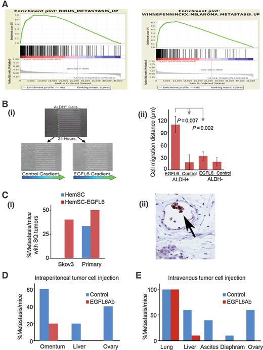 Figure 7. The role of EGFL6 in ovarian cancer metastasis. A, GSEA demonstrating EGFL6 expression correlated with metastatic gene signatures in endometrial ovarian cancer and melanoma. (See Supplementary Fig. S1C for ES scores, P values, and false discovery rate q-values.) B, i, immunofluorescent GFP-labeled ALDH+ SKOV3 cells after capture (top) and migration (bottom) in microfluidic migration device. Control cells (bottom left) have no gradient vs. EGFL6 gradient (bottom right), summary of distance (ii) migrated for the indicated cells from replicate experiments. C, percentage of mice with identifiable metastases when SKOV3 cells or primary human ovarian cancer cells were grown subcutaneously (SQ) combined with HemSCControl or HemSCEGFL6 (i) and IHC demonstrating ALDH+ cells in SKOV3-HemSCEGFL6 tumor vessels (ii). D, percentage of metastasis to the indicated body sites in mice injected intraperitoneally with SKOV3 mock-treated (control) or treated with anti-EGFL6. E, percentage of mice with metastasis to the indicated body sites in mice injected intravenously with SKOV3 cells and mock-treated (control) or anti–EGFL6-treated cells (n = 10/group in two separate experiments).