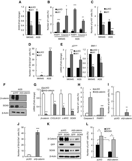 Figure 2. Tumor suppressor phenotype induced by SOX9 and β-catenin knockdown. A, SOX9 levels in MKN45 and AGS cell lines transduced with pLKO or sh1 (n = 3). B, quantification of proteolized PARP-1 and cleaved caspase-3–positive cells (n =3). C, quantification of p-H3 positive cells (n ≥ 3). D, quantification of SA-β-Gal positive cells (n = 3). E, p21cip and BMI-1 levels in pLKO or sh1 cells (n = 3). F, Western blot analysis of β-catenin and SOX9 in shβ-catenin AGS cells (n = 3). G, mRNA of the indicated genes in AGS shβ-catenin compared with pLKO cells (n = 2). H, quantification of caspase-3 and PARP-1–positive cells (n = 3). I, quantification of p-H3–positive cells (n = 3). J, quantification of SA-β-Gal–positive cells (n = 3). K, Western blot analysis of GFP, β-catenin, and SOX9 in pLKO and shβ-catenin MKN45 cells transduced with GFP or SOX9 (n = 2). L, quantification of p-H3 positive cells from the indicated conditions (n = 3).