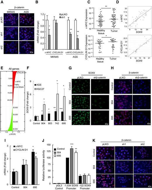 Figure 4. SOX9–β-catenin signaling axis in response to H. pylori infection. A, immunofluorescence of β-catenin in control and SOX9-silenced cells (n = 2). B, c-MYC and CYCLIN D1 levels in indicated cells (n = 3). C, c-MYC and CYCLIN D1 mRNA in cancer and gastric tissue–paired samples (n = 59 and 35, respectively) from Brazilian cohort. D, positive correlation between SOX9 with c-MYC and CYCLIN D1 (R2 = 0.671 and 0.811, respectively). E, correlation analysis of CYCLIN D1, c-MYC, TNFα, and β-catenin with SOX9 in the ACRG. Green and red represent positive and negative correlated genes, respectively. F, SOX9 levels in cells cocultured with the indicated H. pylori strains (n ≥ 3). G and H, SOX9 and β-catenin immunofluorescence in indicated AGS cells cocultured with 904 (cagA−/vacA s2m2) or 695 (cagA+/vacA s1m1) strains for 8 hours (n = 3). I, c-MYC and CYCLIN D1 levels in the same conditions (n = 3). J, transcriptional activity of the human SOX9 promoter constructs from −1,034/+67 bp and from −122/+67 bp in 293T cells cocultured with 695 or 904 strains (n = 3). K, β-catenin immunofluorescence in AGS pLKO, sh1, and sh2 cells cocultured with 904 or 695 strains for 8 hours (n = 3).