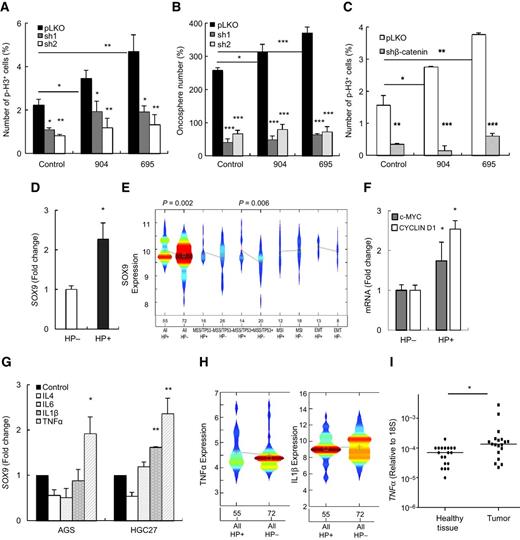 Figure 5. H. pylori activity is mediated by SOX9-β-catenin signaling. A, quantification of p-H3–positive cells in MKN45 pLKO, sh1, and sh2 cells after H. pylori infection (n = 3). B, oncosphere quantification in the same conditions (n ≥ 3). C, quantification of p-H3–positive cells in AGS pLKO and shβ-catenin cells after H. pylori infection (n = 3). D, SOX9 in H. pylori–infected gastritis patients (n = 33) compared with noninfected (n = 19) patients. E, violin plots of SOX9 separated in H. pylori–infected (HP+) and noninfected (HP−) in ACRG dataset. Gray lines connect the means of both groups. The number of patients is written on the abscissa axis. F, c-MYC and CYCLIN D1 levels in the Brazilian set of samples (n = 33 and 19, respectively). G, SOX9 levels after 24 hours with IL4, IL6, IL1β, or TNFα (n ≥ 2). H, TNFα and IL1β plots split in HP+ or HP−. I, TNFα levels in cancer and healthy gastric-paired patient samples (n = 19).