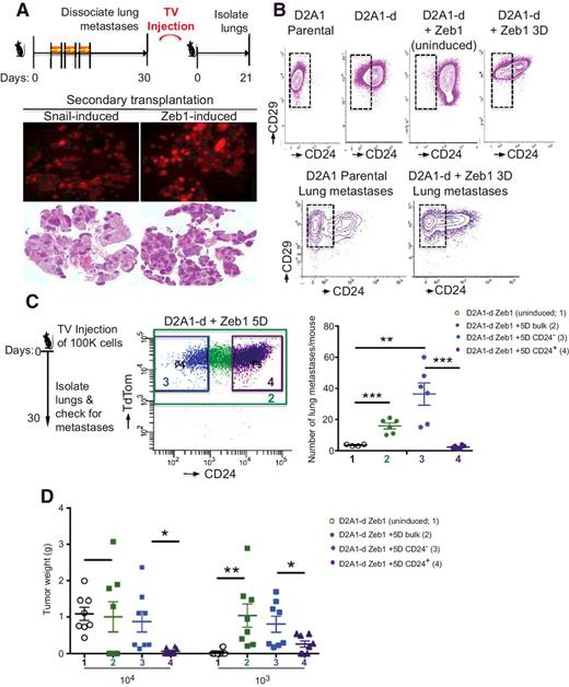 Figure 2. Zeb1 expression generates MICs. A, Schematic of in vivo strategy. Fluorescent images and representative hematoxylin and eosin staining of whole lungs; n = 6. TV, tail vein. B, Flow cytometry analysis of CD29 and CD24 cell-surface expression of D2A1-d, parental D2A1, and D2A1-d + Zeb1 after 5 days of doxycycline treatment and tumor cells isolated from Zeb1-induced lung metastases and D2A1 lung metastases. C, Schematic of in vivo strategy. Quantification of lung metastases visible at ×0.8 magnification. Data, mean ± SEM; n = 10. **, P < 0.07; ***, P < 0.001 by Student t test. D, Orthotopic tumor weights of mice as described in C at dilution of 104 and 103 cells, respectively. ns, not significant.