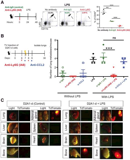 Figure 4. Neutrophil depletion inhibits reactivation of latent DTCs. A, Schematic of neutrophil depletion in the lungs following a single injection of anti-Ly6G antibody after 48 hours. Percentage of Ly6G+ CD11b+ cells in total CD45+ cells in lungs 48 hours after matched-control IgG antibody or anti-Ly6G antibody administration. **, P = 0.0035. B, Schematic of neutrophil or macrophages depletion strategy following LPS treatment in mice. ns, not significant; TV, tail vein. Quantification of lung metastases at ×0.8 magnification; n = 4 to 8. ***, P < 0.0003 by Student t test. ns, not significant. C, Representative images of whole-body tumor distribution of untreated or LPS-treated mouse following intracardiac injection of D2A1-d cells; 60% of LPS-treated mice developed bone metastases; n = 12.