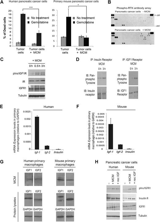 Figure 1. Macrophage-secreted factors directly induce chemoresistance and activate insulin/IGF1 receptors in pancreatic cancer cells. A, Left, human pancreatic SUIT-2 cancer cells were cultured in the presence or absence of MCM from human primary macrophages and treated with 200 nmol/L gemcitabine for 24 hours or left untreated. Percentage of cell death was quantified by flow cytometry. Error bars, SD. (n = 4); two-tailed unpaired t test; ***, P ≤ 0.005. Right, mouse primary KPC-derived pancreatic cancer cells were cultured in the presence or absence of MCM from mouse primary macrophages and treated with 200 nmol/L gemcitabine for 24 hours or left untreated. Percentage of cell death was quantified by flow cytometry. Error bars, SD (n = 3); two-tailed unpaired t test; *, P ≤ 0.05. B, Human pancreatic cancer SUIT-2 cells were serum starved for 24 hours and exposed for 2 hours to human MCM, or left unexposed, and protein lysates were subjected to a phospho-receptor tyrosine kinase array. 1, phospho-insulin receptor; 2, phospho-AXL receptor; 3, phospho-Ephrin receptor. C, Immunoblotting analysis of phospho-insulin/IGF1 receptors, insulin receptor, IGF1 receptor, and tubulin in SUIT-2 cells serum starved or exposed to MCM for 30 minutes or 3 hours. D, Immunoblotting analysis of pan-phospho tyrosine, insulin receptor, and IGFR1 in insulin and IGFR1 immunoprecipitates of SUIT-2 cells treated with human MCM for 3 hours or left untreated. E, Quantification of Igf1, Igf2, and Insulin mRNA expression levels in human primary macrophages (n = 3). F, Quantification of Igf1, Igf2, and Insulin mRNA expression levels in mouse primary macrophages (n = 3). G, Immunoblotting analysis of IGF1 and IGF2 ligands in human and mouse MCM and macrophage lysates. H, Immunoblotting analysis of phospho-insulin/IGF1 receptor, insulin receptor, IGFR1 and tubulin, in human pancreatic cancer SUIT-2 cells, and murine primary KPC-derived pancreatic cancer cells serum starved, exposed to MCM, or exposed to recombinant IGF for 3 hours.