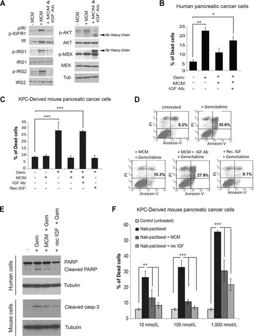 Figure 2. Blockade of IGF impairs macrophage-mediated chemoresistance of pancreatic cancer cells. A, Immunoblotting analysis of SUIT-2 cells untreated or treated with MCM or MCM+IGF-blocking antibody for 3 hours. B, Quantification of cell death in SUIT-2 cells treated with gemcitabine, MCM, and IGF-blocking antibody for 24 hours. Error bars, SD. (n = 3); **, P ≤ 0.01; *, P ≤ 0.05 using one-way ANOVA and Tukey post hoc test. C, Quantification of cell death in primary mouse KPC-derived pancreatic cancer cells untreated or treated with gemcitabine, MCM, IGF-blocking antibody, or recombinant IGF for 24 hours. Error bars, SD. (n = 3); ***, P ≤ 0.005 using one-way ANOVA and Tukey post hoc test. D, Representative flow cytometry dot blots of KPC-derived cells exposed to gemcitabine, MCM, IGF-blocking antibody, and recombinant IGF. E, Immunoblotting analysis of PARP and tubulin in human SUIT-2 pancreatic cancer cells and cleaved caspase-3 and tubulin in KPC-derived mouse pancreatic cancer cells untreated, treated with gemcitabine, MCM + gemcitabine, or recombinant IGF + gemcitabine for 24 hours. F, Quantification of cell death in KPC-derived cells cultured in the presence or absence of MCM or recombinant IGF and treated with 10, 100, or 1,000 nmol/L nab-paclitaxel for 36 hours. Error bars, SD (n = 3); ***, P ≤ 0.005; **, P ≤ 0.01 using one-way ANOVA and Tukey post hoc test.