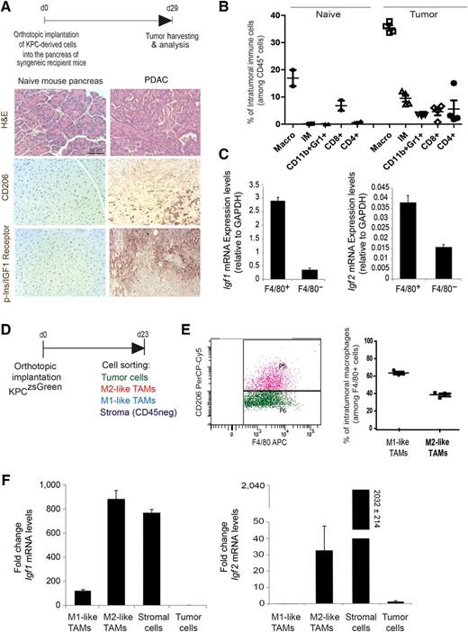 Figure 4. TAMs and myofibroblasts are major sources of IGF1 and IGF2 in pancreatic tumors. A, KPC-derived tumor cells were orthotopically implanted into the pancreas of syngeneic recipient mice. Images show H&E, CD206, and phospho-insulin/IGF1 receptors staining of naïve mouse pancreas and murine PDAC tissue samples harvested 29 days after tumor implantation. B, Normal pancreas from naïve mice and pancreatic tumors were harvested and digested on day 29 after implantation. Percentage of intratumoral F4/80+ macrophages, Gr1+/CD11b+ neutrophils and myeloid-derived suppressor cells, CD4+ and CD8+ T cells, among CD45+ immune cells, were quantified by flow cytometry (n = 2 normal pancreas; n = 4 pancreatic carcinomas). C, Quantification of Igf1 and Igf2 mRNA expression levels in F4/80+ and F4/80− cells isolated from pancreatic tumors. Error bars, SD (n = 3). D, KPCluc/zsGreen (zsGreen)-derived tumor cells (FC1242luc/zsGreen) were orthotopically implanted into the pancreas of syngeneic recipient (C57/BL6) mice. Tumors were harvested and digested at day 23 after implantation and tumor cells, nonimmune stromal cells, M1-like and M2-like macrophages were sorted by flow cytometry. E, Dot blot showing F4/80+/CD206+ and F4/80+/CD206− intratumoral macrophages (left) and the percentage of F4/80+/CD206− M1-like macrophages and F4/80+/CD206+ M2-like macrophages in pancreatic tumors (right). F, Quantification of Igf1 (left) and Igf2 (right) mRNA expression levels in CD45+/F4/80+/CD206− M1-like macrophages, CD45+/F4/80+/CD206+ M2-like macrophages, CD45−/zsGreen− nonimmune stromal cells, and CD45−/zsGreen+ tumor cells isolated from murine pancreatic tumors. Error bars, SD (n = 3).