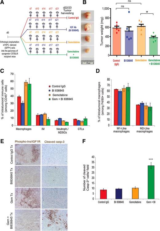 Figure 5. Combination of gemcitabine with IGF-blocking antibody BI 836845 inhibits tumor growth in a syngeneic orthotopic pancreatic cancer model. A, KPCluc/zsGreen (zsGreen)-derived pancreatic tumor cells (FC1242luc/zsGreen) were orthotopically implanted into the pancreas of syngeneic C57BL/6 recipient mice, and mice were treated, starting at day 7 after tumor implantation, twice a week intraperitoneally with either control IgG antibody, gemcitabine (100 mg/kg), IGF-blocking antibody BI 836845 (100 mg/kg), or a combination of gemcitabine with BI 836845. B, Representative images of tumors and tumor weights are shown (n = 6 mice per group); *, P ≤ 0.05 using one-way ANOVA and Tukey post hoc test. C, Pancreatic tumors were digested and percentage of intratumoral F4/80+ macrophages, Ly6C+/Ly6G− inflammatory monoctyes, Gr1+/CD11b+ neutrophils and myeloid-derived suppressor cells (MDSC), and CD8+ cytotoxic T cells (CTL), among CD45+ immune cells, were quantified by flow cytometry. D, Percentage of intratumoral CD206− M1-like macrophages and CD206+ M2-like macrophages, among F4/80+ macrophages, were quantified by flow cytometry. E, Immunohistochemical staining of phospho-insulin/IGF1R and cleaved caspase-3 in pancreatic tumors treated with IgG (control), gemcitabine, IGF-blocking antibody BI 836845, or gemcitabine + BI 836845. F, Quantification of cleaved caspase-3–positive dead cells in tumors treated with IgG (control), gemcitabine, IGF-blocking antibody BI 836845, or gemcitabine + BI 836845 (8–11 fields counted/mouse tumor); ***, P ≤ 0.005 compared with other treatment groups, using one-way ANOVA and Tukey post hoc test.