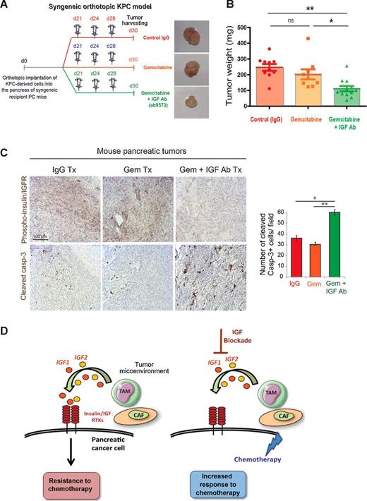 Figure 6. Combination of gemcitabine with IGF-blocking antibody ab9572 decreases tumor growth in a syngeneic orthotopic pancreatic cancer model. A, Primary mouse KPC-derived pancreatic cancer cells were implanted orthotopically in the pancreas of syngeneic recipient mice. Mice were administered intraperitoneally twice a week with IgG antibody, gemcitabine alone, or gemcitabine with an IGF-blocking antibody from Abcam (ab9572). Tumors were harvested at day 30 and representative images are shown. B, Tumor weights are shown (n = 9–12 mice per group). **, P ≤ 0.01; *, P ≤ 0.05 using one-way ANOVA and Tukey post hoc test. C, Left, immunohistochemical staining of phospho-insulin/IGF1R, and cleaved caspase-3 in pancreatic tumors treated with IgG, gemcitabine, or gemcitabine + IGF-blocking antibody ab9572. Right, Quantification of cleaved caspase-3–positive dead cells in pancreatic tumors from mice treated with IgG control antibody, gemcitabine, or gemcitabine + ab9572 IGF-blocking antibody (6–8 fields counted/mouse tumor), **, P ≤ 0.01 using one-way ANOVA and Tukey post hoc test. D, Schematics depicting the role of stroma-derived IGF in activation of the insulin/IGF1R signaling survival pathway and in mediating chemoresistance of pancreatic cancer cells.