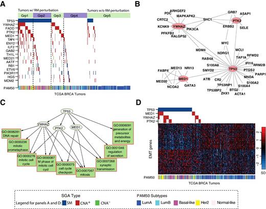 Figure 2. TPYM encodes a common set of signals. A, Distribution patterns of SGAs significantly associated with the expression state of the mitosis response module (GO: 0007067). Tumors are on the x-axis, and SGA-perturbed genes are along the y-axis. A color-coded box indicates the tumors in which a gene is altered. The solid line separates the tumors with the response module aberrantly expressed (left) from those with normal expression (right). Dotted lines separate tumors into subsets with different combinations of TPYM alterations. B, PPI interaction between TPYM and their close neighbors. C, Relationships between TPYM alterations and their target response modules are organized as a directed acyclic graph. D, Expression status of EMT signature genes and the SGA status of TPYM. TCGA breast cancers are arranged along the x-axis, and EMT signature genes are arranged along the y-axis. The expression value of a gene is normalized to have a mean of 0 and unit SD, and the pseudo-color is mapped to the range covering 90% of the tumors. PAM50 classifications of the tumors are shown as a color bar below.