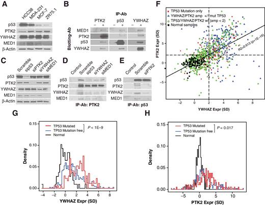 Figure 3. P53, PTK2, YWHAZ, and MED1 form a protein complex. A, Baseline protein expression of TPYM proteins in different cell lines. B, Co-IP of the four proteins. Results are organized according to antibody for co-IP (−, control IgG; +, specific antibody) and antibody for Western blotting (rows). C, Western blot analysis showing the impact of siRNA treatments on the expression of the four proteins. D and E, Impact of depleting member proteins of the tetramer complex. F, Scatter plot of PTK2 (y-axis) and YWHAZ (x-axis) expression in tumors. Each point represents a tumor, and its genomic status of TP53, PTK2, and YWHAZ is indicated by color and shape. Samples are normalized according to the mean and SD of normal breast samples. The unit of axis represents the number of SDs from the mean of the normal samples for the corresponding genes. The dashed lines indicate two SDs above the mean of the normal samples for PTK2 and YWHAZ, respectively. The solid line is the regression line with R-squared and P values shown. G and H, Histograms of normal samples (black), tumor samples without SGAs affecting TP53, PTK2, or YWHAZ (blue), and tumor samples with TP53 mutation but normal status for PTK2 and YWHAZ (red). The P values for the contrasts between TP53 mutant tumors and those from the tumors without SGAs are shown.