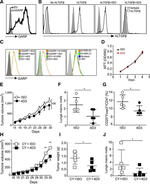 Figure 5. GARP-specific antibody has therapeutic value against preclinical model of breast cancer. A, Surface staining of pre-B cells stably expressing hGARP (pre-B-hGARP) by 4D3 GARP antibody. Gray histogram, staining with isotype control antibody. B, Pre-B-hGARP cells were incubated without or with human LTGFβ (huLTGFβ), in the presence of GARP antibodies or isotype control antibody. Cells were then stained for cell surface hLTGFβ to determine the activity of the antibody to block the binding of hLTGFβ to GARP. C, 4T1-EV (empty vector) cells and 4T1-GARP (hGARP overexpression cells) were stained with 4D3 or a commercial anti-GARP antibody (G14D9), followed by flow cytometry. To determine whether G14D9 blocks staining by 4D3 antibody, cells were preincubated with 1 or 5 μg/mL G14D9 antibody, followed by 4D3 antibody (1 μg/mL) and appropriate fluorochrome-labeled secondary antibody and flow cytometric analysis. D, 4T1-GARP cells were seeded in triplicates in a 96-well plate (2,000 cells/well) with 10 μg/mL 4D3 or mouse IgG, followed by MTT assay kinetically. OD, optical density. E, BALB/c mice were injected with 5 × 105 4T1-hGARP mammary tumors orthotopically in the fourth mammary fat pad, followed by intraperitoneal injection of 200 μg per mouse of 4D3 GARP antibody every 3 days. The primary tumor growth kinetics was measured three times a week. Significance is indicated at various time points along the tumor curves. ns, not significant. F, Four weeks after tumor injection, mice were sacrificed. Lungs were isolated and the numbers of visible metastatic nodules were counted. macro mets, macrometastases. G, Spleens were harvested and the percentage of Treg (FoxP3+CD25+CD4+) cells in the antibody-treated mice versus isotype antibody groups was determined by flow cytometry. H, BALB/c mice were injected with 5 × 105 4T1-hGARP mammary tumors orthotopically in the fourth mammary fat pad, followed by one dose of cyclophosphamide (CY) and intraperitoneal injection of 200 μg per mouse 4D3 GARP antibody every 3 days. The primary tumor growth kinetics was measured three times a week. Significance is indicated at various time points along the tumor curves. I, Five weeks after tumor injection, mice were sacrificed, tumors were excised and weighted. J, Lungs were isolated and numbers of visible metastatic nodules were counted. *, P < 0.05; **, P < 0.01. Significance was determined by two-tailed Student t test. Results are representative of two independent experiments.