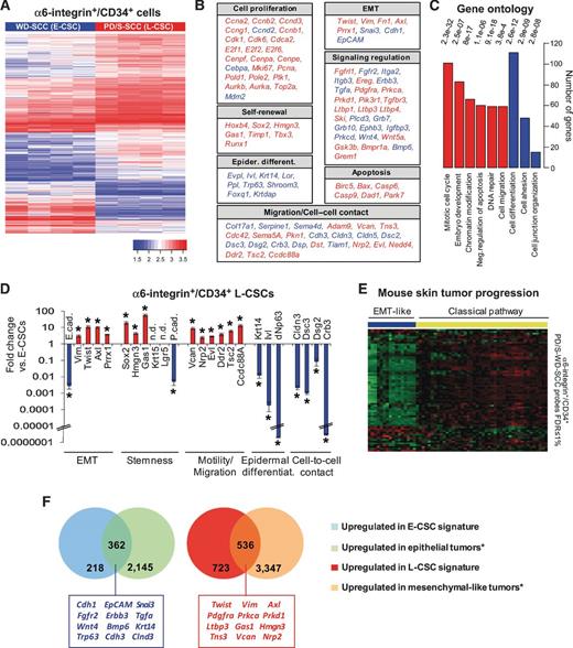 Figure 2. CSC gene signature changes during SCC progression. A, hierarchical gene-cluster analysis of genes differentially expressed (log2 FC ≥ 1; FDR P < 0.05) between α6-integrin+/CD34+ CSCs of PD/S-SCCs (L-CSC) and their respective WD-SCC precursors (E-CSC; four CSC samples per group) from three lineages. B, selected set of genes overexpressed (red) or underexpressed (blue) in L-CSCs relative to E-CSCs. C, gene ontology enrichment analysis of genes differentially expressed in L-CSCs compared with E-CSCs. D, mean (±SE) mRNA levels relative to Gapdh expression of the indicated genes in L-CSCs and E-CSCs (three samples per group). n.d., the expression of these genes was not detected in E-CSCs or L-CSCs. *, significant differences between groups (t test; P < 0.05). E, heatmap representation of differentially expressed genes in L-CSCs that identify genes in the previously reported EMT-like mouse SCC signature (22). F, Venn diagrams showing the overlap of genes from the L-CSC signature and those associated with epithelial-like SCCs and mesenchymal-like SCCs (22). A selected number of these overlapping genes is indicated.