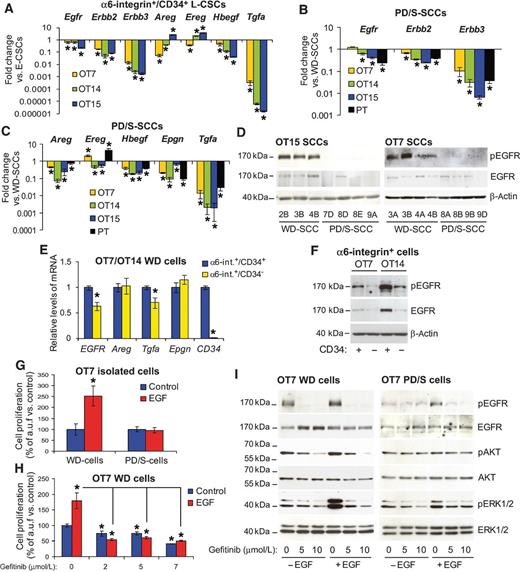 Figure 4. E-CSC–induced EGFR signaling is downregulated in CSCs of advanced SCCs. A–C, levels of the indicated mRNAs (mean ± SE) in L-CSCs relative to E-CSCs (A; three samples per group) and in PD/S-SCCs relative to WD-SCCs (B and C; 6–8 samples per group) in the indicated tumor lineages (OT) and spontaneous primary SCCs (PT; four samples per group). D, EGFR and its phosphorylated form in WD-SCCs and PD/S-SCCs. E, mean (±SE) mRNA levels relative to Gapdh expression of the indicated genes and populations of WD cells (three samples per group). F, levels of EGFR and its phosphorylated form in the indicated populations of WD cells. G, cell proliferation upon EGF treatment, as measured by MTT. Means (±SE) indicate arbitrary units of fluorescence (a.u.f.) in EGF-treated cells relative to cells growing without factor. H and I, effect of gefitinib on proliferation (H; mean ± SE of a.u.f.; two samples per group) of cells treated without or with EGF, and EGFR, AKT, and ERK1/2 phosphorylation (I). Note that the time of exposure was increased to detect EGFR and p-EGFR in PD/S cells. *, significant differences between groups (t test; P < 0.05). β-Actin was used as a protein-loading control in D and F.