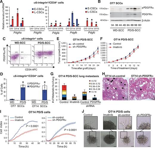 Figure 5. Autocrine PDGFRα signaling induced in CSCs of advanced SCCs promotes metastasis. A, expression of indicated genes relative to Gapdh mRNA (mean ± SE) in E-CSCs and L-CSCs (two samples per group). B, PDGFRα protein and its phosphorylated form in WD-SCCs and PD/S-SCCs. β-Actin is shown as a protein-loading control. Sample number identifies the tumor passage and letters indicate independent tumor replicates. C and D, quantification of α6-integrin+ cells expressing CD34 and PDGFRα in WD-SCCs and PD/S-SCCs by flow cytometry. D, percentage (mean ± SE) of α6-integrin+/CD34+ cells with or without PDGFRα expression in the indicated tumors (5–6 samples per group). E and F, growth kinetics (mean ± SE of tumor size) of PDGFRα-expressing (sh-control) and PDGFRα–knocked-down (sh-PDGFRα) PD/S-SCCs (E; 8 tumors per group) and PD/S-SCCs treated with vehicle or imatinib (F; 10 mice per group). G, mean ± SE of metastatic foci per lung section (categorized by size, mm2) in mice injected with sh-control or sh-PDGFRα PD/S tumor cells (4 mice per group) and in control and imatinib-treated mice (10 mice per group). *, significant differences between the groups (t test; P < 0.05). H, metastatic lesions (indicated by black arrowheads) in the lungs of mice grafted with sh-control and sh-PDGFRα PD/S tumor cells. Scale bar, 200 μm. I, comparison of the invasion capacity (indicated as cell index) in control and upon PDGFRα signaling inhibition in xCELLingence real-time cell analysis. J, effect of imatinib treatment and PDGFRα–knock-down on the formation of invasion structures in PD/S cells growing in Matrigel. Scale bar, 50 μm.