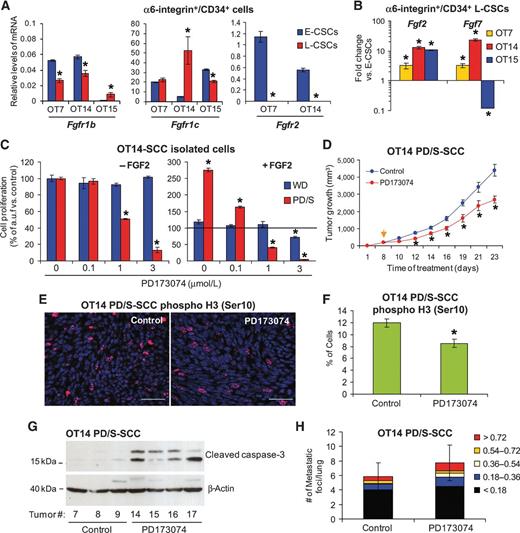 Figure 6. Autocrine FGFR1 signaling is upregulated in L-CSCs promoting tumor growth. A and B, mRNA quantification (mean ± SE) of the indicated genes in E-CSCs and L-CSCs (two samples per group) from three lineages. Results are represented as mRNA levels relative to Gapdh expression (A) and n-fold change in L-CSCs relative to E-CSCs for each lineage (B). C, mean ± SE of WD and PD/S cell proliferation after the indicated treatments, as measured by MTT. D, growth kinetics (mean ± SE of tumor size) of PD/S-SCCs treated with vehicle or PD173074 (10 mice per group). Arrow, the start of the treatment. E, immunodetection of phosphorylated histone H3 (Ser10) in control and PD173074 treated tumors. Scale bar, 30 μm. F, percentage (mean ± SE) of proliferating cells, as determined in E. G, levels of cleaved caspase-3 in mock and PD173074-treated tumors. β-Actin was used as a protein-loading control. H, mean ± SE of metastatic foci per lung section (categorized by size; mm2) developed in mock- and PD173074-treated mice (10 mice per group). *, significant differences between groups (t test; P < 0.05).