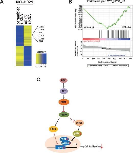 Figure 5. Transcriptomic profiling reveals ARK5 depletion results in the suppression of cell cycle regulating genes in multiple myeloma cell lines. A, RNA sequencing data from ARK5-depleted NCI-H929 cells identified 894 DEGs between ARK5 siRNA and scrambled siRNA. Cell-cycle pathway was enriched in ARK5-depleted cells with cell-cycle regulators like MYC, cyclin D and E, and CDK4 genes significantly repressed after ARK5 depletion as shown. B, enrichment score plot by GSEA showed a strong negative enrichment of MYC target genes in ARK5 depleted NCI-H929 cells. Preranked list of 894 DEGs was used for GSEA in the C6 oncogenic signatures. The distribution of MYC target genes (black lines) is presented as a function of the change in expression between ARK5 siRNA and scrambled siRNA, from highly upregulated (red) to highly downregulated (blue). Normalized enrichment score (NES) and FDR q values for MYC target gene set are shown. C, schematic representing the downstream signaling events of ARK5 is shown.