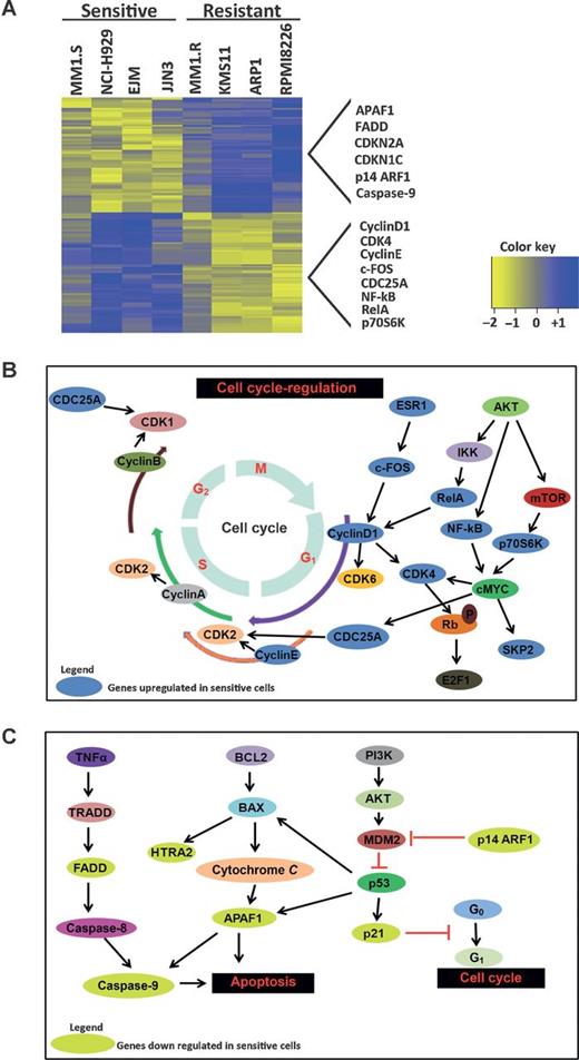Figure 6. Transcriptomic profiling reveals cell cycle–regulated genes are highly enriched in ON123300-sensitive multiple myeloma cell lines. A, heatmap of 180 DEGs together with the indication about enrichment of MYC target genes in ON123300-sensitive multiple myeloma cell lines. B, molecular processes mediated by DEGs displaying altered expressions were sought using GeneGo program. Significant molecular biologic pathways were determined based on the analysis of significant biologic processes and expressions of the genes involved in these processes. As shown in the schematic, key cell-cycle regulators, with most of them being cell-cycle genes, have increased gene expression levels in ON123300 cells. Genes that are upregulated are denoted in blue ovals. C, conversely, apoptotic inducing genes are downregulated in ON123300 cells as shown in the schematic. Genes that are downregulated are denoted in lime ovals.