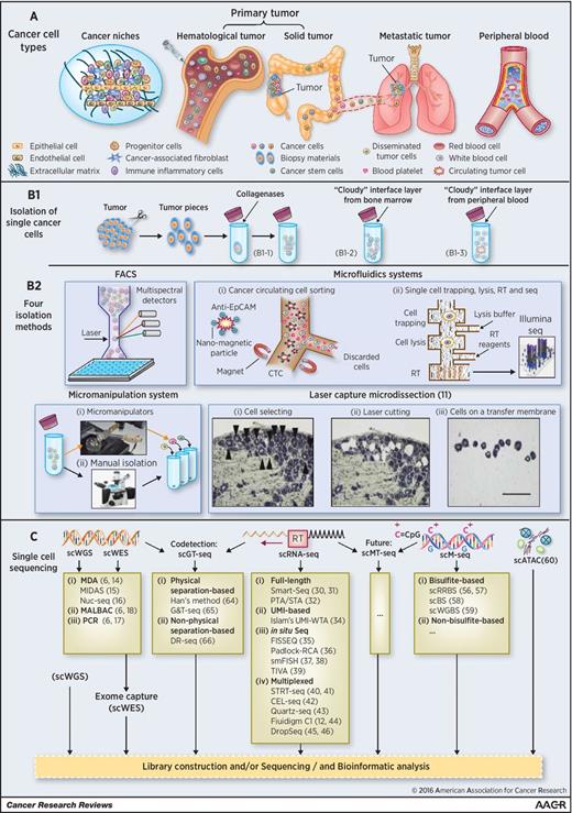 Figure 1. The skeleton diagram of this review. A, an assemblage of the distinct cell types that constitute cancer niches (cancer microenvironment), primary tumor (including hematologic tumor and solid tumor), metastatic tumor and the peripheral blood of a cancer patient. B, methods for isolation of single (cancer) cells. B1, preparation of single-cell suspension. B1-1, solid tumor single-cell suspension by cutting biopsy material or surgical tumor into pieces, which are then dissociated by collagenases or papain dissociation system, etc. B1-2, single-cell suspension of the bone marrow “cloudy” interface layer for tumor of the blood system. B1-3, single-cell suspension of the peripheral blood “cloudy” interface layer for CTCs, which mainly are of solid tumors. B2, four popular methods for single (cancer) cell isolation: FACS, microfluidics systems, micromanipulation system, and LCM (27). C, single-cell sequencing. Amplification methods for SCS of whole genome (scWGS), whole exome (scWES), whole transcriptome (scRNA-seq), whole DNA methylation (scM-seq), and whole assay for transposase-accessible chromatin (scATAC). A method for codetection of the whole genome and whole transcriptome from a single cell is also listed (scGT-seq). A putative method for non–bisufite-based scM-seq (maybe less damaging and with better coverage) and a method for scMT-seq (codetection of DNA methylome and transcriptome of a single cell) are proposed (no reports seen yet). After amplification, seq library for the genome-wide material or a panel of targets (not shown) is prepared and next-generation sequencing, such as Illumina HiSeq/Miseq platform or Thermo Fisher Scientific Ion Torrent Sequencer, is applied. Finally, bioinformatics analysis is conducted, and important biologic information is revealed.