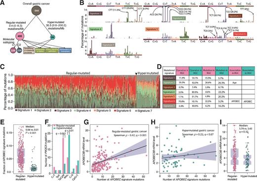 Figure 1. Mutational signatures of human gastric cancer. A, mutation burden stratified gastric cancers into the regular- and hypermutated types. Regular-mutated could be further classified into two subgroups (i.e., C1 and C2) based on mutation patterns. B, seven mutational signatures (i.e., signatures 1–7), indicative of distinct underlying mutational processes, were derived from 544 gastric cancer genomes. C, mutational exposures (number of mutations) were attributed to each mutation signature. There were significantly more mutations attributable to signature 6 (i.e., APOBEC signature) in regular-mutated as compared with hypermutated gastric cancer. D, prevalence and proportion of mutations associated with each mutational signature are also shown. A signature is considered to be operative in a tumor if it contributed to more than 100 SNVs or more than 25% of all SNVs in that sample. RGC, regular-mutated gastric cancer; HGC, hypermutated gastric cancer. E, proportion of APOBEC signature mutations. F, mutational patterns of PIK3CA in regular- and hypermutated gastric cancer. G and H, relationships between APOBEC3B mRNA levels and number of APOBEC signature mutations in regular- and hypermutated gastric cancer. I, mRNA expression level of APOBEC3B in regular- and hypermutated gastric cancer.