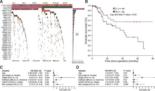 Figure 2. Mutational landscape and prognostic significance of molecular subtyping in regular-mutated gastric cancer. A, mutational landscape of SMGs ordered by overall mutation frequencies in regular-mutated gastric cancer samples. Molecular classification into C1 and C2 based on mutation status of 31 SMGs was performed using NMF. Asterisks indicate SMGs with preferential mutations in either molecular subtype. B, Kaplan–Meier survival curves displaying survival outcomes of C1- and C2-type regular-mutated gastric cancer. Univariate (C) and multivariate (D) Cox regression analyses for age, sex, TNM staging, Lauren classification, and molecular subtypes. HR, 95% CI, and P values are displayed.