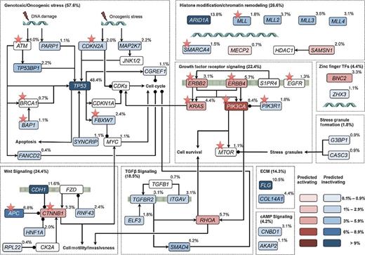 Figure 4. Altered signaling pathways in regular-mutated gastric cancer. Key pathways and inferred functions are summarized. Red and blue colors denote SMGs with activating and inactivating mutations, respectively, whereas genes in white are not identified as SMGs but known to have tumorigenic roles. Potential druggable targets are marked with stars. TF, transcription factor.