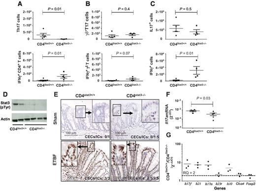 Figure 1. ETBF triggers IL17-mediated colitis in Th17null CD4Stat3−/− mice. A–C, absolute numbers of IL17- (top) and IFNγ- (bottom) producing, CD4+ (A), γδ+ (B), total (C) cells per distal colon of wild-type (WT) C57BL/6 (CD4Stat3+/+) and CD4Stat3−/− C57BL/6 mice 7 days after ETBF colonization. Mean ± SEM. P value, Mann–Whitney U test. D, pStat3 (anti-pTyr) Western blot analysis of CD4-enriched splenocytes of ETBF-colonized WT and CD4Stat3−/− C57BL/6 mice. E, pStat3 IHC performed on FFPE colon tissue in CD4Stat3+/+ WT (left) versus CD4Stat3−/− (right) C57BL/6 mice colonized (bottom) or not (Sham, top) with ETBF. pSTAT3 scores for epithelial cells (CEC) and immune cells (IC) are indicated on each panel. Scale bars, 100 μm. F, Il17a expression in ETBF-colonized WT (CD4Stat3+/+) and CD4Stat3−/− C57BL/6 mice distal colon (whole tissue). The graph shows 2−ΔCt where ΔCt represent normalized ${C_{{{\rm{t}}_{{\rm{Il17a}}}}}}$values. Mean ± SEM. P value, Mann–Whitney U test. G, inflammation-related genes overexpressed in distal colon of C57BL/6 CD4Stat3+/+compared with CD4Stat3−/− mice 7 days after ETBF colonization. Each dot represents the ratio RQ (CD4Stat3+/+ / CD4Stat3−/−) =2−ΔΔCt. The mean of three experiments is shown. Statistical analysis is shown in Supplementary Fig. S4A.