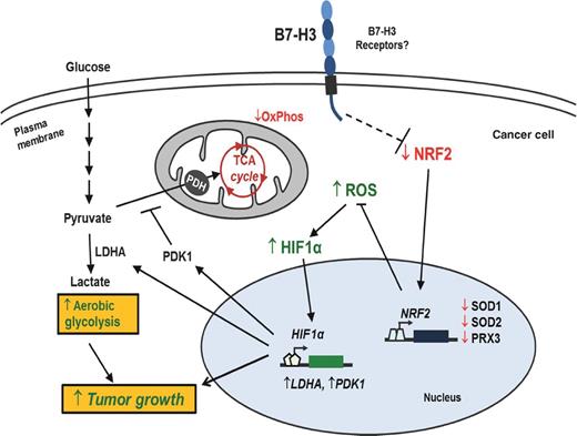 Figure 7. Model for the role of B7-H3 regulating glucose metabolism. Through unknown mechanisms, B7-H3 suppresses Nrf2 transcriptional activity, which in turn reduces transcription of the antioxidant enzymes SOD1, SOD2, and PRX3. As a result, B7-H3 overexpression leads to increased ROS in cancer cells. B7-H3–induced ROS stabilizes HIF1α, thus increasing the expression of glycolytic enzymes LDHA and PDK1, which promotes pyruvate conversion into lactate while inhibiting pyruvate flux through the TCA cycle. As a result, B7-H3 promotes aerobic glycolysis in cancer cells and therefore tumor growth.