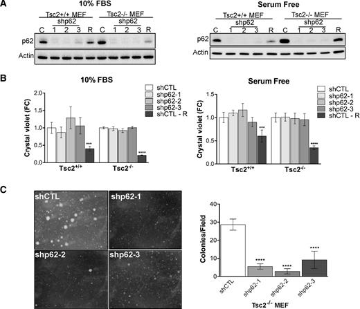 Figure 3. p62 knockdown suppresses Tsc2−/− MEF anchorage independent cell growth. A, Knockdown efficiency of p62 by three shRNA compared with shCTL in Tsc2+/+ and Tsc2−/− MEFs in 10% FBS or serum-free conditions. shCTL cells were also treated with rapamycin (R; 20 nmol/L, 24 hours). B, Cell proliferation assessed by Crystal violet was unchanged by p62 knockdown in either 10% FBS or serum-free conditions. Normalization was first performed to T = 0 hour, then fold change was calculated by normalizing to untreated shCTL Tsc2+/+ or shCTL Tsc2−/− at 96 hours. shCTL cells were treated with rapamycin (R) at 20 nmol/L, beginning at T = 0 hour. C, Representative images and quantification of colonies after 4 weeks of growth in soft agar. Data are mean ± SD with ***, P < 0.001; ****, P < 0.0001.