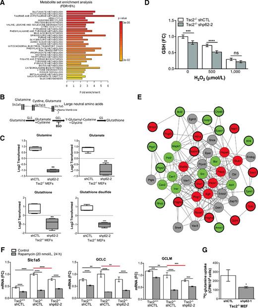 Figure 4. p62 regulates intracellular levels of GSH. A, MSEA identified differentially regulated metabolic pathways with FDR <5%. B, Cartoon depicting key transporters and enzymes in GSH biosynthesis. C, Normalized and log2-transformed metabolomic data of GSH related metabolites. D, Total intracellular GSH was measured following 0, 500, and 1000 μmol/L H2O2 (1 hour) in shCTL and shp62 Tsc2−/− MEFs. E, Following transcriptional profiling and GSEA, the connectivity of 25 oxidative stress seed genes from Supplementary Table S2 was assessed by network analysis using the consolidated interactome. Seed genes are highlighted with thicker outlines, red indicates genes downregulated, and green indicates genes upregulated by p62 knockdown in Tsc2−/− MEF compared with controls. First-degree interacting proteins were added, of which some did not have available expression data (gray). F, Genes associated with glutamine uptake and GSH biosynthesis were further quantified by RT-qPCR. Data presented as fold change relative to Tsc2−/− shCTL MEFs. G, Uptake of radiolabled glutamine was assessed in shp62 Tsc2−/− MEFs compared with controls. Data are mean ± SD with *, P < 0.05; **, P < 0.01; ***, P < 0.001; ****, P < 0.0001.
