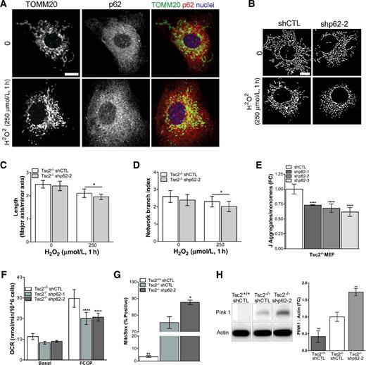 Figure 5. p62 protects mitochondria from oxidative stress. A, In Tsc2−/− shCTL MEFs, colocalization (yellow) of p62 and mitochondria was visualized using TOMM20 (mitochondria, green), p62 (red), and nuclei (blue) following H2O2 (250 μmol/L, 1 hour) treatment. Scale bar, 10 μm. B–D, Cells were processed to generate a binary image of the TOMM20 stain (B) and mitochondria morphology was assessed by established methods for average mitochondrial length per cell (C) and network branch index per cell (D). Fifteen to 20 cells were analyzed per group. Scale bar, 10 μm. E, The ratio of J-aggregates to monomer fluorescence in Tsc2−/− shp62 compared with vehicle-treated Tsc2−/− shCTL cells grown in 2% serum and phenol-free DMEM. F, p62 knockdown reduces oxygen consumption rate (OCR) induced by FCCP (1.5 μmol/L) determined by Seahorse XF24 Analyzer. G, p62 knockdown increases production of mitochondrial superoxide by flow cytometry using MitoSOX assay. H, PINK1 expression is Tsc2- and p62-dependent. Densitometry representative data from three biological replicates. Data are mean ± SD. *, P < 0.05; **, P < 0.01; ***, P < 0.001; ****, P < 0.0001.