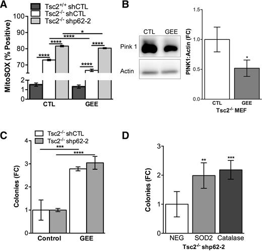 Figure 6. Limiting mitochondrial ROS rescues growth of Tsc2-deficient cells with p62 knockdown. A, MitoSOX was assessed by flow cytometry 24 hours after treatment with 1 mmol/L GEE. B, Treatment of Tsc2−/− shCTL cells with 1 mmol/L GEE for 24 hours reduced Pink 1 expression. Densitometry is shown for three biological replicates. C, Cells were grown in soft agar and treated with 1 mmol/L GEE twice per week for 4 weeks. D, Tsc2−/− shp62-2 stably overexpressing Sod2. Catalase or control empty vector (NEG) was grown in soft agar for 4 weeks. Data are presented as mean ± SD. *, P < 0.05; ***, P < 0.001; ****, P < 0.0001.