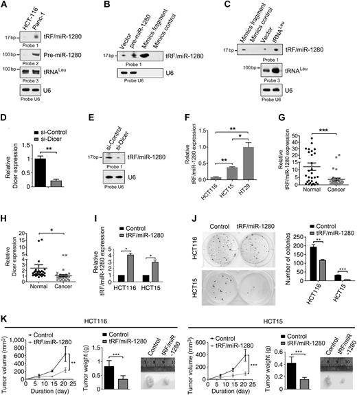 Figure 1. The sequence annotated as miR-1280/tRF-1280 is derived from pre-miRNA and tRNALeu and suppresses colorectal cancer cell growth in vitro and in vivo. A, Northern blot analysis of total RNA from HCT116 and Panc-1 cells, with indicated 5′ and 3′-bioth-labeled DNA probes. B, Northern blot analysis of total RNA from 293T cells transiently transfected with empty vector or a vector expressing a pre-miRNA containing the mature tRF/miR-1280 sequence. C, Northern blot analyses of 293T cells stably expressing tRNALeu or control (vector) with the indicated probes. D, RT-PCR analysis of the expression levels of Dicer transfected with control siRNA (si-Control) or Dicer-targeting siRNA (si-Dicer). E, Northern blot analysis of the expression levels of tRF/miR-1280 in 293T cells transfected with control siRNA (si-Control) or Dicer-targeting siRNA (si-Dicer). F, RT-PCR analysis of tRF/miR-1280 expression in HCT116, HCT15, and HT29 colorectal cancer cells. G and H, RT-PCR analysis of tRF/miR-1280 fragment (G) and Dicer (H) levels in colorectal cancer tissues and adjacent normal tissues; 30 paired patient samples were analyzed. I, RT-PCR analysis of tRF/miR-1280 fragment levels in HCT116 or HCT15 colorectal cancer cells stably expressing tRF/miR-1280. J, Colony formation of HCT116 or HCT15 cells stably expressing tRF/miR-1280 fragment and control cells. Colonies were stained with Crystal violet and quantified from three independent experimental wells. K, The volume and weight of tumors derived from HCT116 or HCT15 cells stably expressing tRF/miR-1280 fragment and control cells are shown, n = 8. *, P < 0.05; **, P < 0.01; ***, P < 0.001.