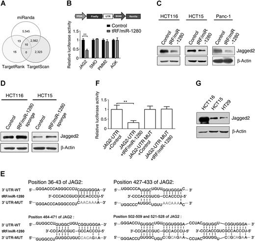Figure 2. tRF/miR-1280 regulates JAG2 expression. A, Potential target genes of the tRF/miR-1280 fragment as predicted by TargetScan, miRanda, and TargetRank. B, Dual-luciferase assays of candidate target genes of the tRF/miR-1280 fragment from six independent experimental wells. C, Western blot analysis of JAG2 in control cells and tRF/miR-1280–overexpressing cells (HCT116, HCT15, and Panc-1 cells). D, Western blot analysis of JAG2 in control cells and cells stably expressing tRF/miR-1280 sponge (HCT116 and HCT15 cells). E, Sequences of tRF/miR-1280 and the potential tRF/miR-1280 binding site at the 3′ UTR of JAG2, and nucleotides mutated in the JAG2 3′ UTR. F, Dual-luciferase assays showing the tRF/miR-1280 fragment repression of wild-type UTR (JAG2-UTR) or mutant UTR (JAG2-UTR-mut). G, Western blot analysis of JAG2 in the indicated cell lines. **, P < 0.01.